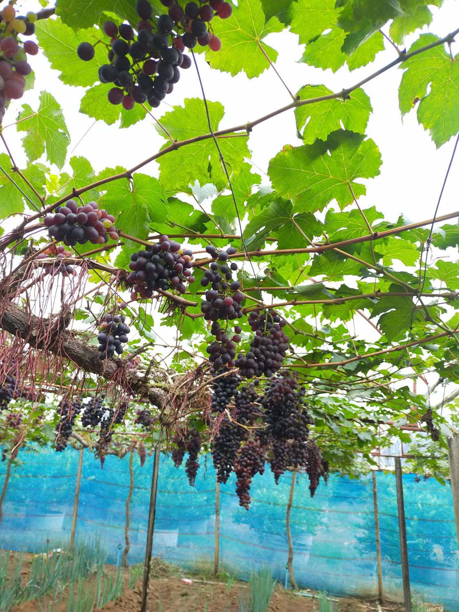 Mong Homestay Resort ปางอุ๋ง ภายนอก รูปภาพ
